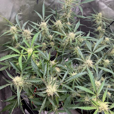 Mephisto Genetics Beary Berry Punch growlog timeline photo