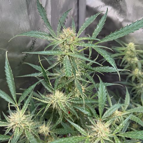 Mephisto Genetics Beary Berry Punch growlog timeline photo