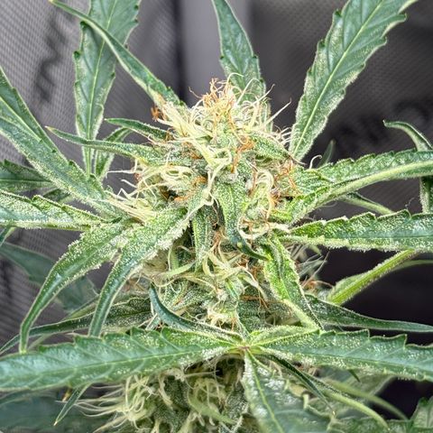 Mephisto Genetics Beary Berry Punch growlog timeline photo