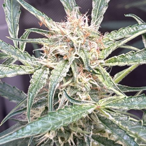 Mephisto Genetics Beary Berry Punch growlog timeline photo