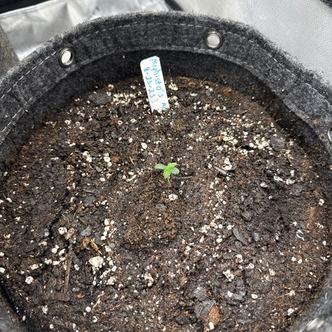 MephistO’z  growlog photo: Transplanted from small initial cup to most likely its permanent pot which is only 3 gallon but this seems to be one of the smaller strains by them so it shouldn’t be too detrimental as long as I keep it watered adequately. Also using grow dots and recharge on this run. 