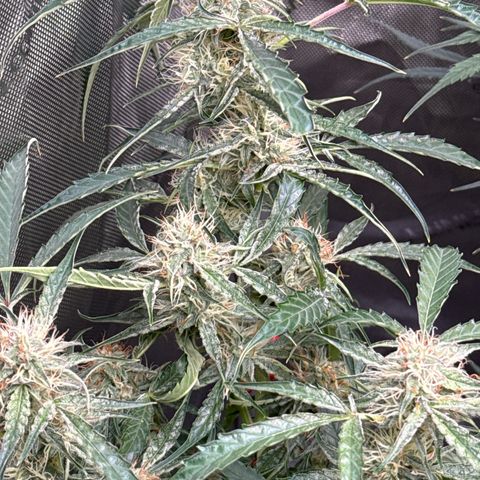 Mephisto Genetics Beary Berry Punch growlog timeline photo