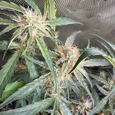 Mephisto Genetics Beary Berry Punch growlog timeline photo