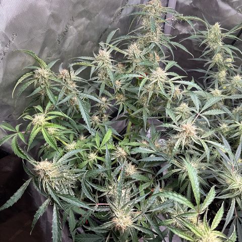 Mephisto Genetics Beary Berry Punch growlog timeline photo