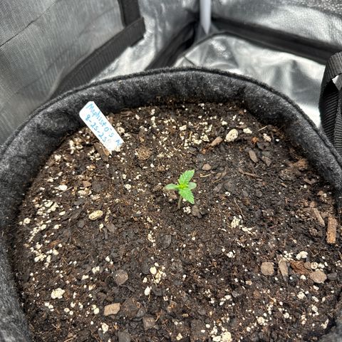 MephistO’z  growlog timeline photo