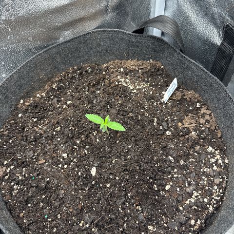 Toof Decay x Walter White  growlog timeline photo