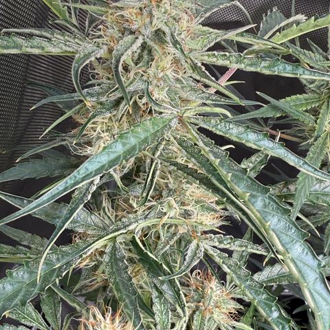 Mephisto Genetics Beary Berry Punch growlog timeline photo