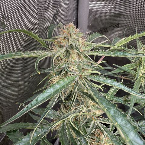 Mephisto Genetics Beary Berry Punch growlog timeline photo