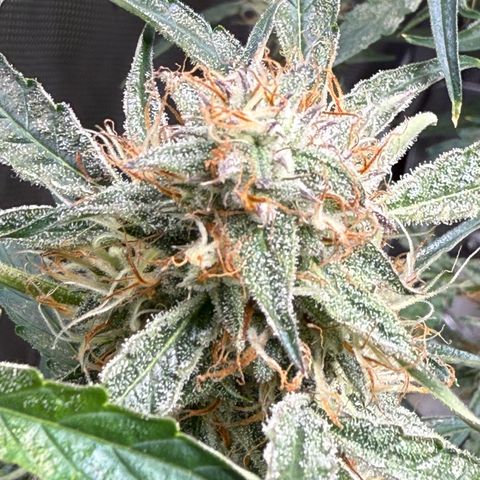 Mephisto Genetics Beary Berry Punch growlog timeline photo