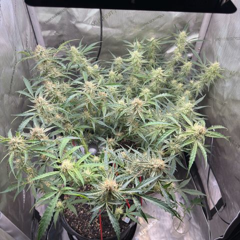 Mephisto Genetics Beary Berry Punch growlog timeline photo