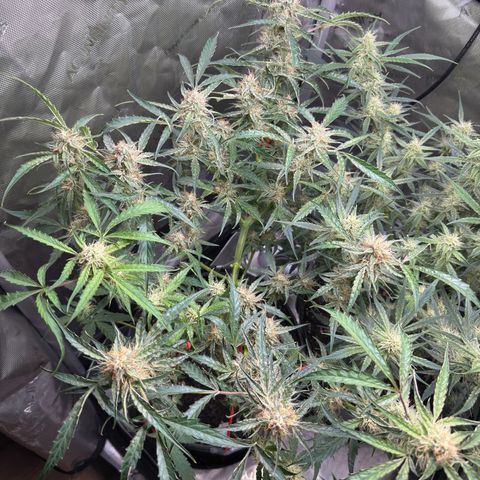 Mephisto Genetics Beary Berry Punch growlog timeline photo