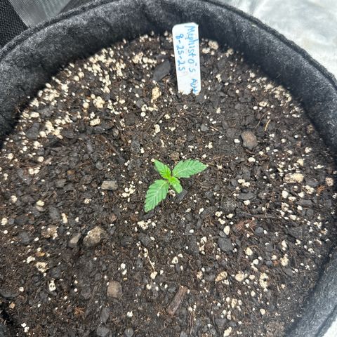 MephistO’z  growlog timeline photo