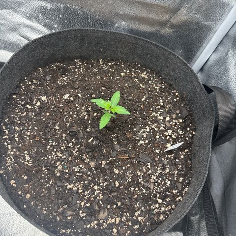 Toof Decay x Walter White  growlog timeline photo