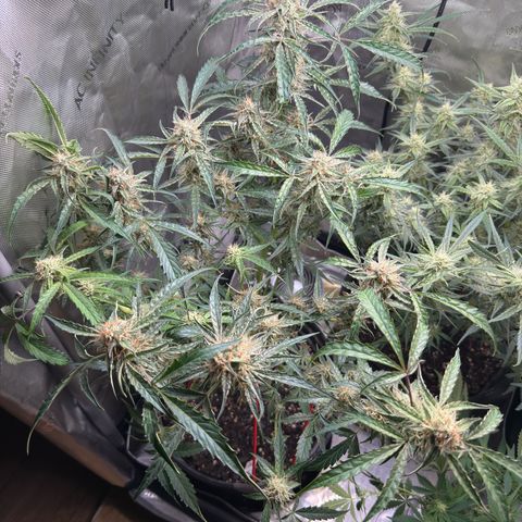 Mephisto Genetics Beary Berry Punch growlog timeline photo
