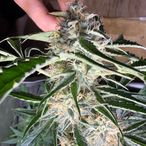 Mephisto Genetics Beary Berry Punch growlog timeline photo