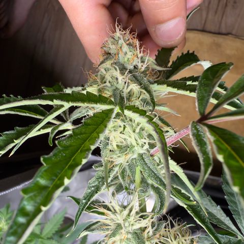 Mephisto Genetics Beary Berry Punch growlog timeline photo
