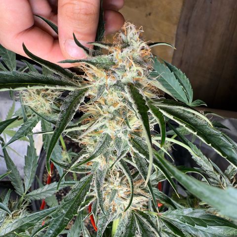 Mephisto Genetics Beary Berry Punch growlog timeline photo