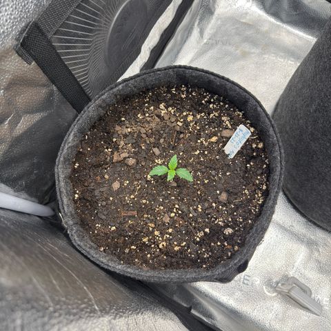 MephistO’z  growlog timeline photo