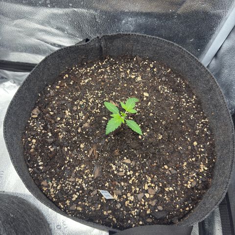 Toof Decay x Walter White  growlog timeline photo