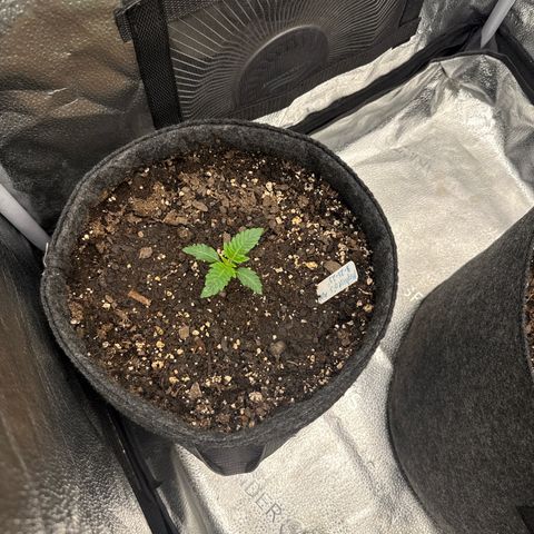 MephistO’z  growlog timeline photo