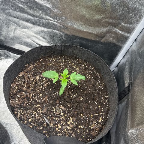 Toof Decay x Walter White  growlog timeline photo