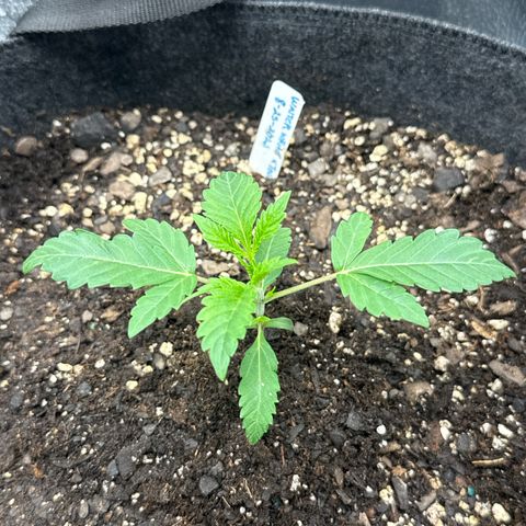 Toof Decay x Walter White  growlog timeline photo