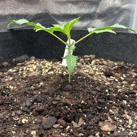 Toof Decay x Walter White  growlog timeline photo