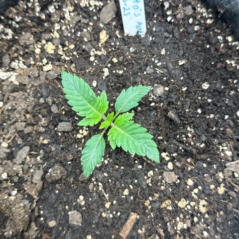 MephistO’z  growlog timeline photo