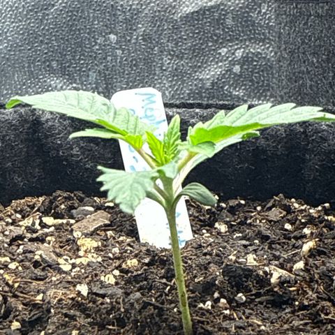 MephistO’z  growlog timeline photo