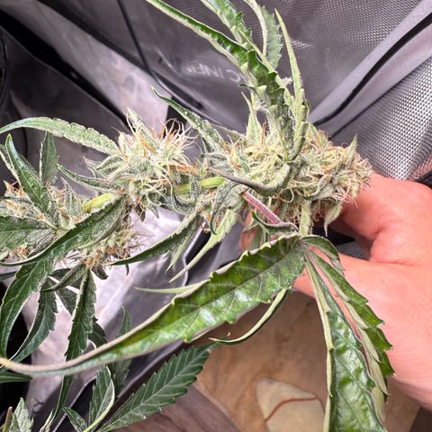Mephisto Genetics Beary Berry Punch growlog timeline photo