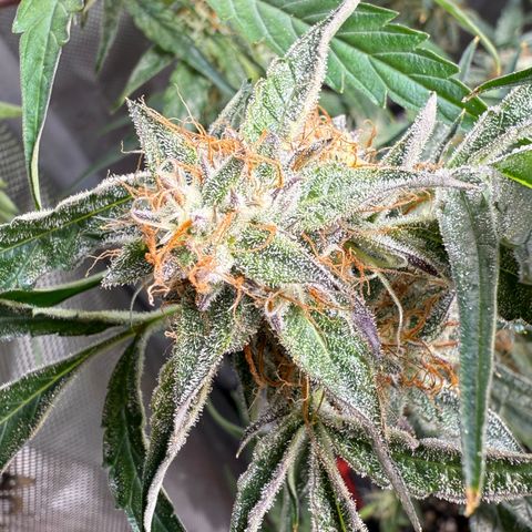 Mephisto Genetics Beary Berry Punch growlog timeline photo