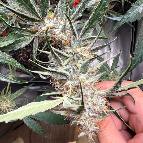 Mephisto Genetics Beary Berry Punch growlog timeline photo