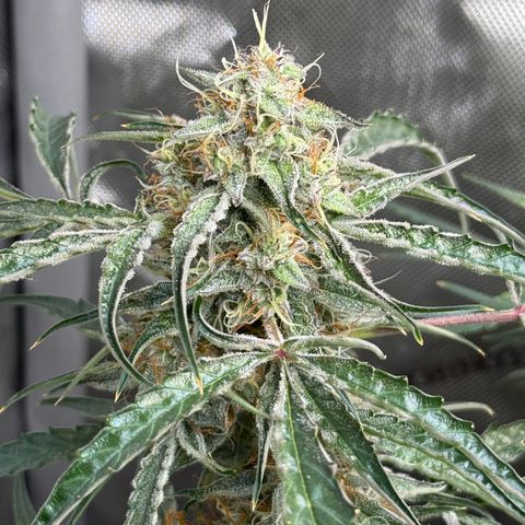 Mephisto Genetics Beary Berry Punch growlog timeline photo