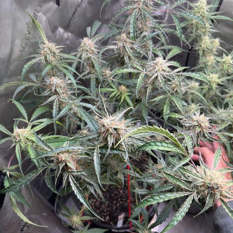 Mephisto Genetics Beary Berry Punch growlog timeline photo