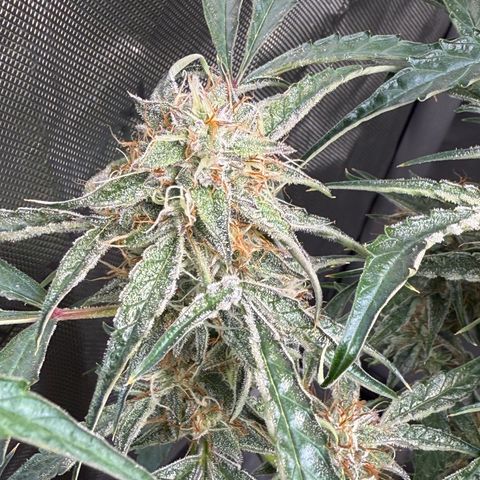 Mephisto Genetics Beary Berry Punch growlog timeline photo