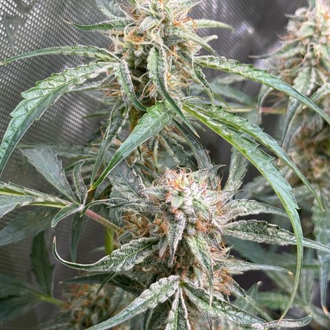 Mephisto Genetics Beary Berry Punch growlog timeline photo