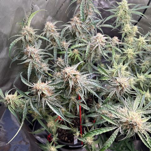 Mephisto Genetics Beary Berry Punch growlog timeline photo