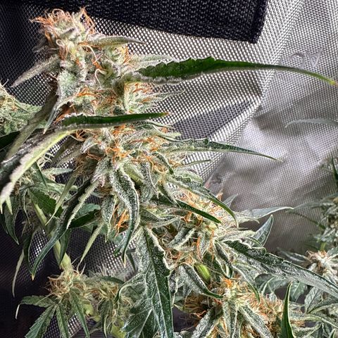 Mephisto Genetics Beary Berry Punch growlog timeline photo
