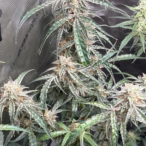 Mephisto Genetics Beary Berry Punch growlog timeline photo