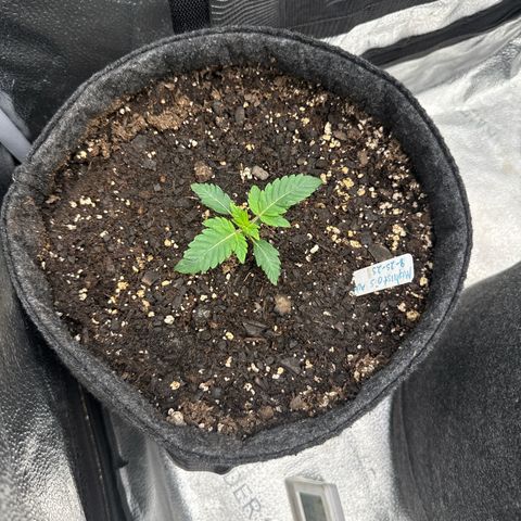 MephistO’z  growlog timeline photo