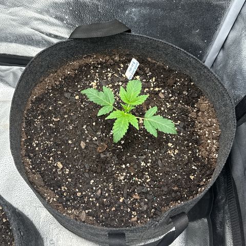 Toof Decay x Walter White  growlog timeline photo