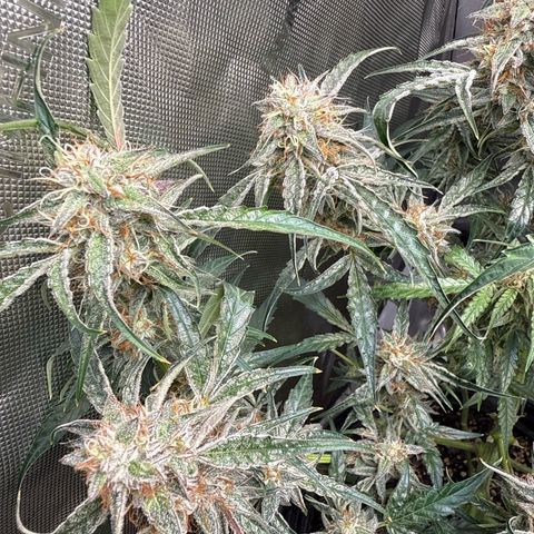 Mephisto Genetics Beary Berry Punch growlog timeline photo
