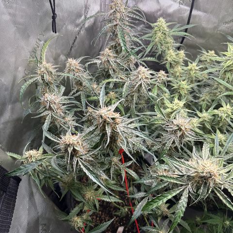 Mephisto Genetics Beary Berry Punch growlog timeline photo