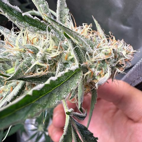 Mephisto Genetics Beary Berry Punch growlog timeline photo
