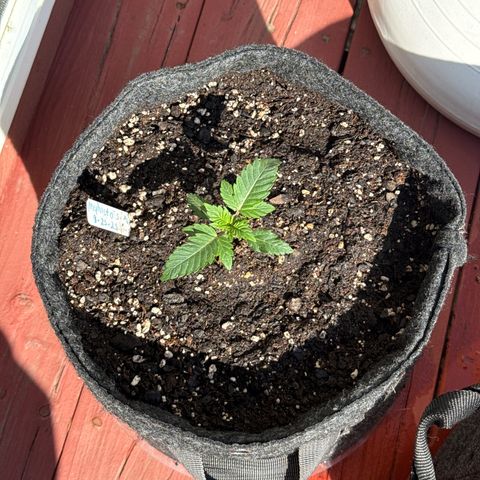 MephistO’z  growlog timeline photo