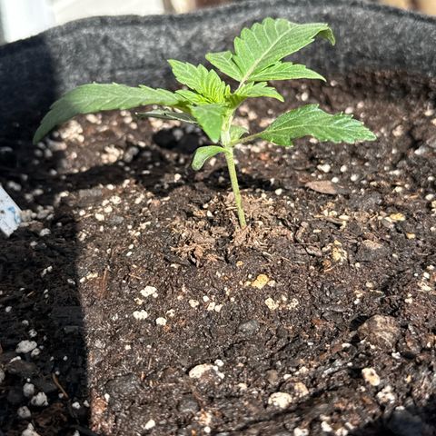 MephistO’z  growlog timeline photo