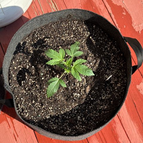 Toof Decay x Walter White  growlog timeline photo