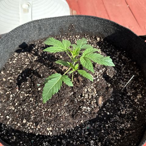 Toof Decay x Walter White  growlog timeline photo