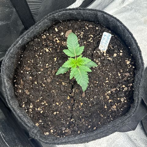 MephistO’z  growlog timeline photo