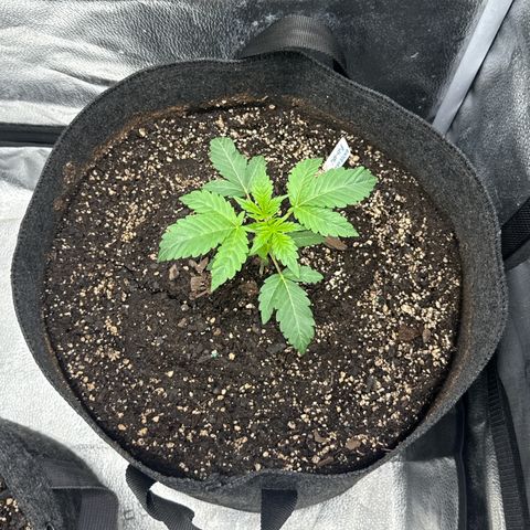 Toof Decay x Walter White  growlog timeline photo